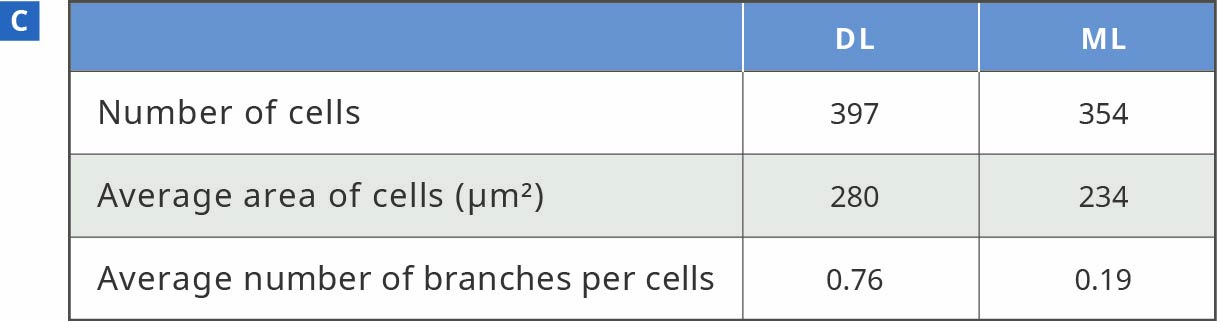 Evaluation of Neurite Outgrowth3